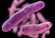 Scientists harness the power of predatory bacteria as a &apos;living antibiotic'