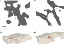 Mech Eng researchers investigate effects of treatment for weak bones 