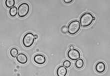 Scientists engineer baker's yeast to produce penicillin molecules