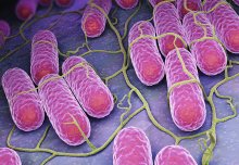 Microbiologist wins prestigious Lister Institute Prize for Salmonella research