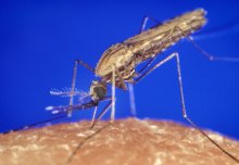 Malaria infection depends on number of parasites, not number of mosquito bites