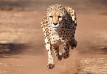 Why T. Rex and elephants lumber behind cheetahs