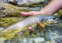 Increased nutrients help predatory brown trout thrive in higher temperatures