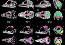 Birds' unique skulls linked to young dinosaur brains