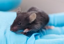 Animal research "3Rs" achievements recognised