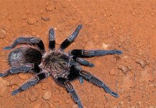 Tarantula toxin research could offer hope for burn pain management