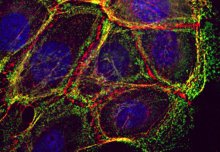 How do cells connect with their neighbours?