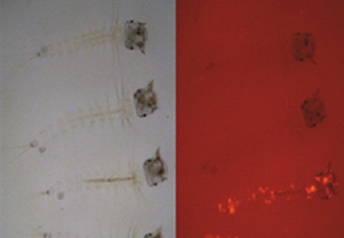 Red fluorescence of the engineered mosquito larvae.