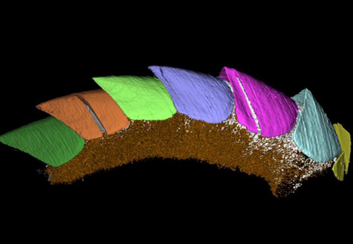 Scientists have discovered a rare fossil called Kulindroplax, the missing link between two mollusc groups, revealed in a 3D computer model