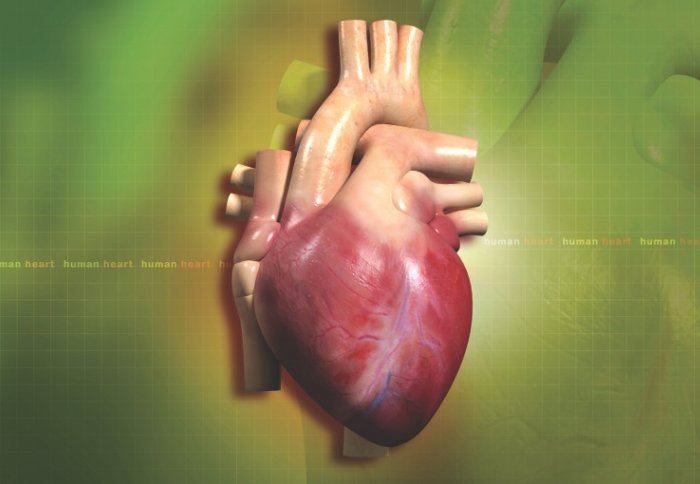 Heart scars reveal sudden death risk, Imperial News