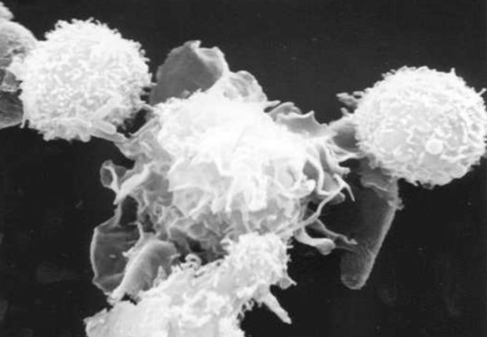 Dendritic cell interacting with lymphocytes