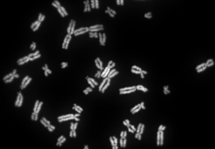 Chromosomes credit: Abogomazova