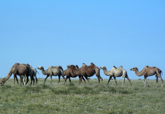 Camels in Mongolia