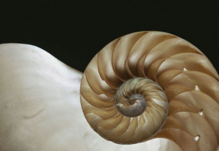 Spiral shell