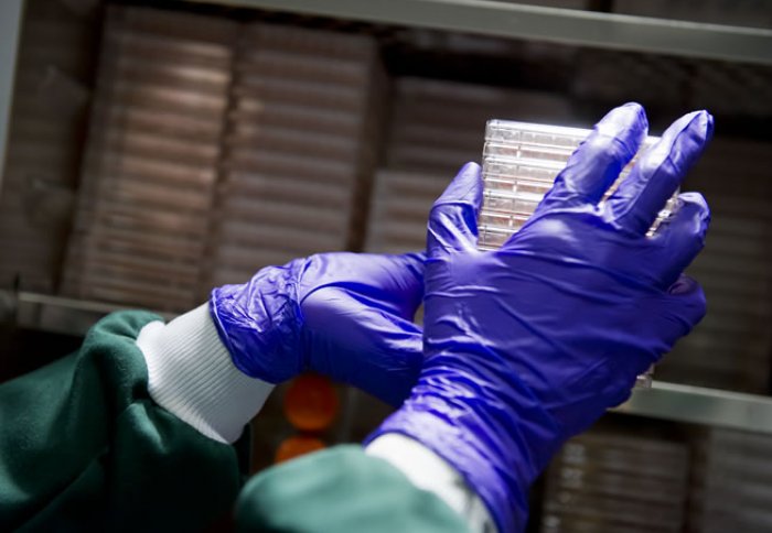 Student moving cell culture plates