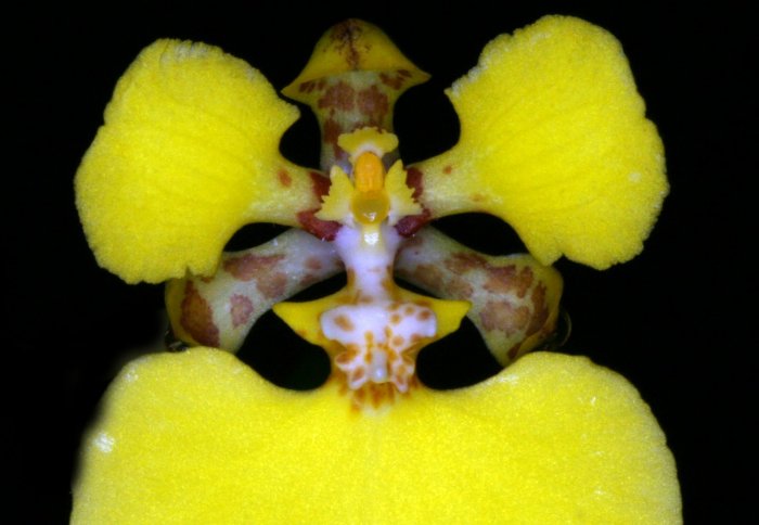 Many Oncidiinae orchids, like this Rossioglossum ampliatum, evolve to look like other flowers (Credit: Mark Whitten)