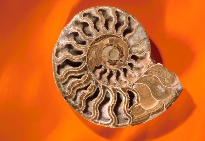 Ammonite