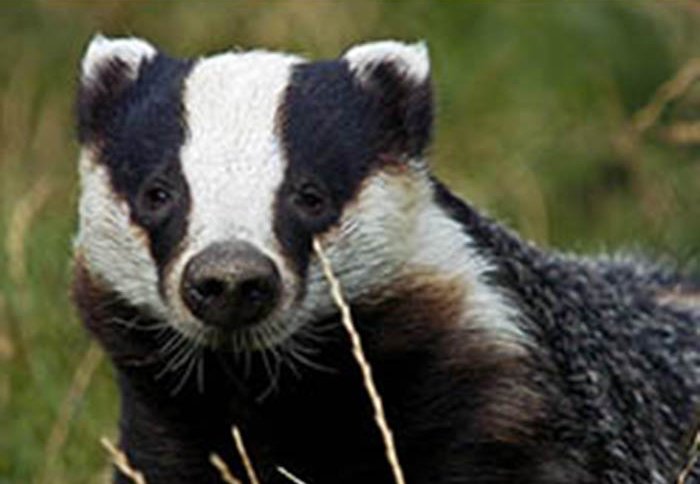 Bovine TB and Badgers