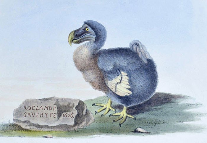 Image from Strickland's The Dodo from the Library's Huxley Collection