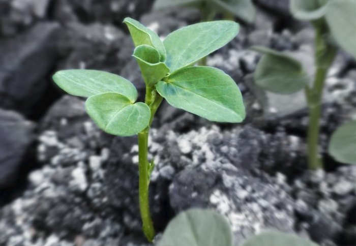 A small, green-leafed plant.