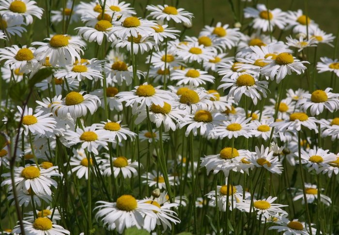 Spring daisies.