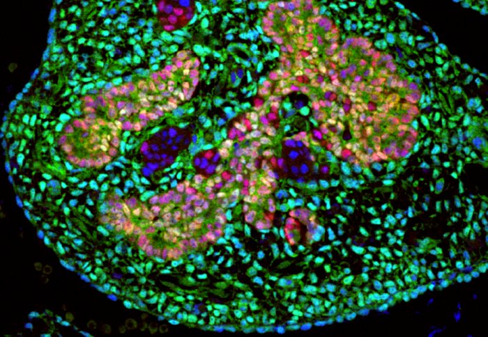 Section of a mouse embryonic pancreas