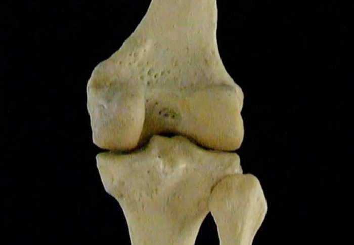 Knee bone