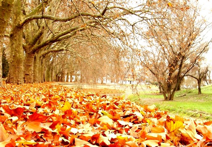 Autumn leaves in a city park