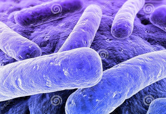 bacteria image