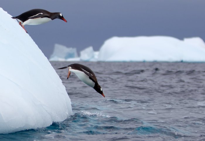 Gentoo penguins jump into Antarctic ocean
