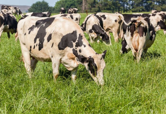 Cows in a field