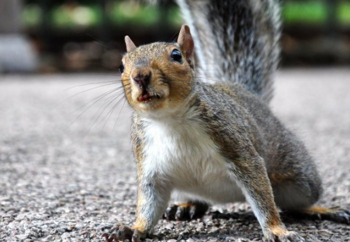 A squirrel looks alarmed