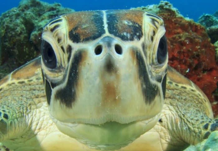 A sea turtle looks directly into the camera