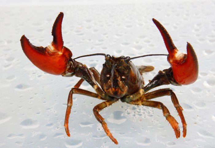 Crayfish with its claws in the air