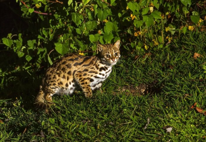 A leopard cat