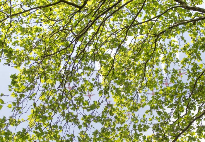 Image of the green leaves of a tree against a blue sky