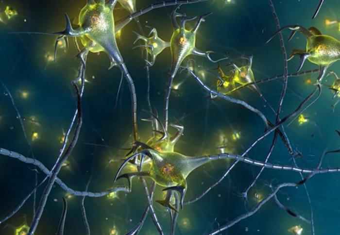 neurons image from the scientist