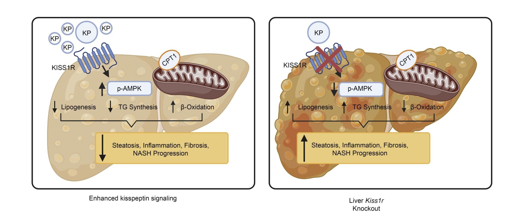 Graphical abstract