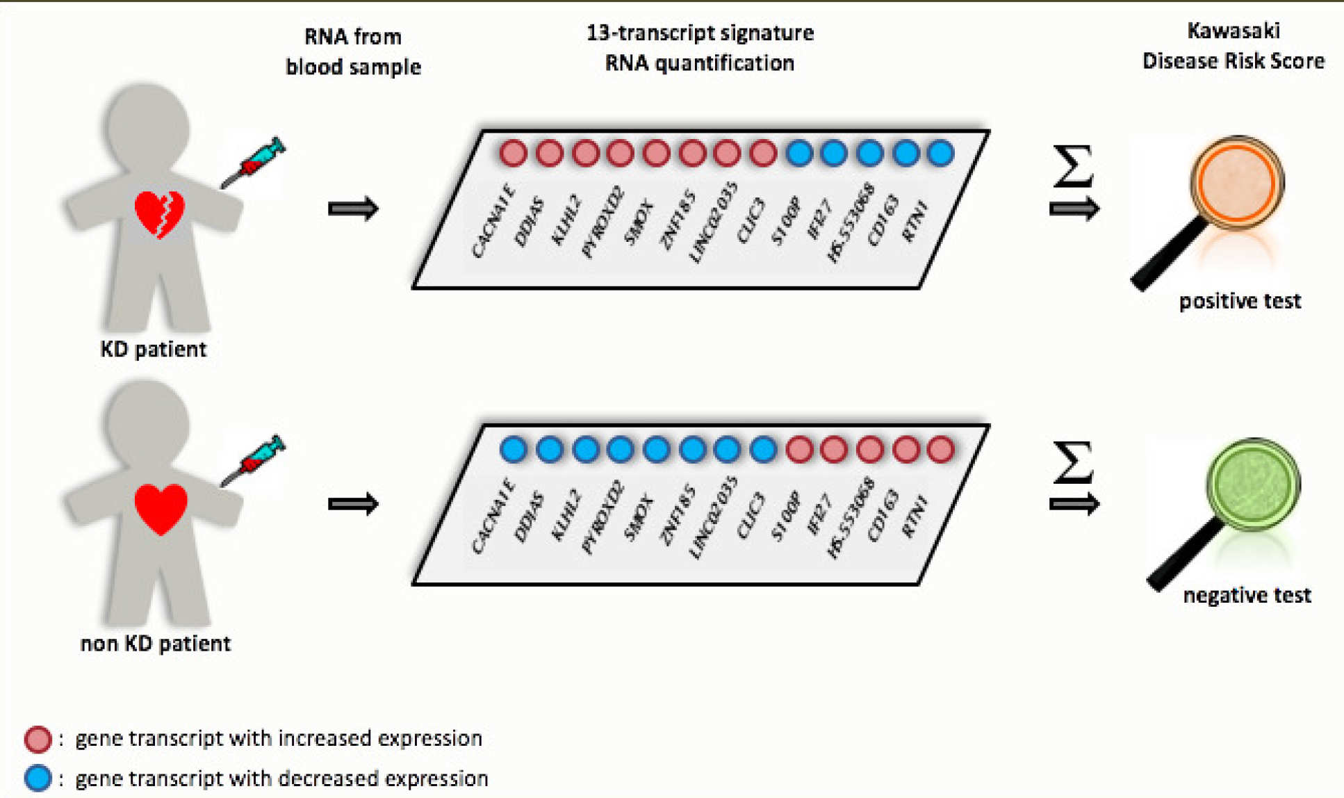 13 transcript signature
