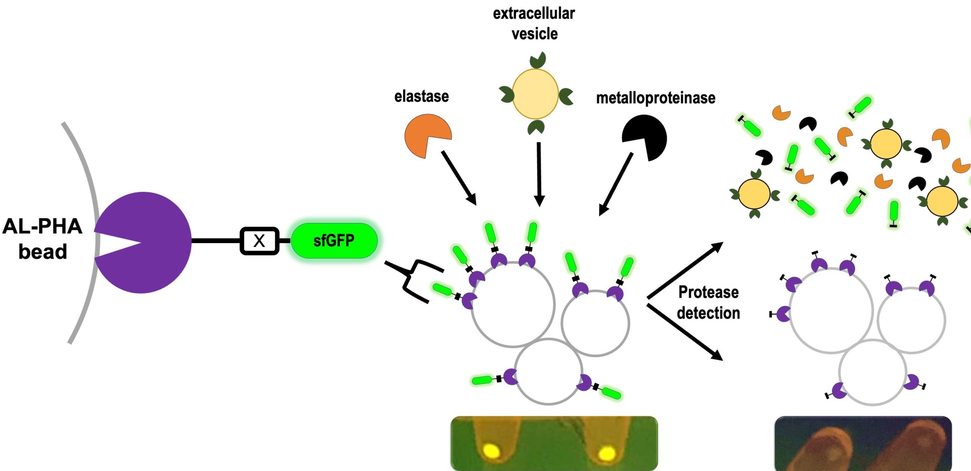 A visualisation of how AL-PHA beads detect proteases