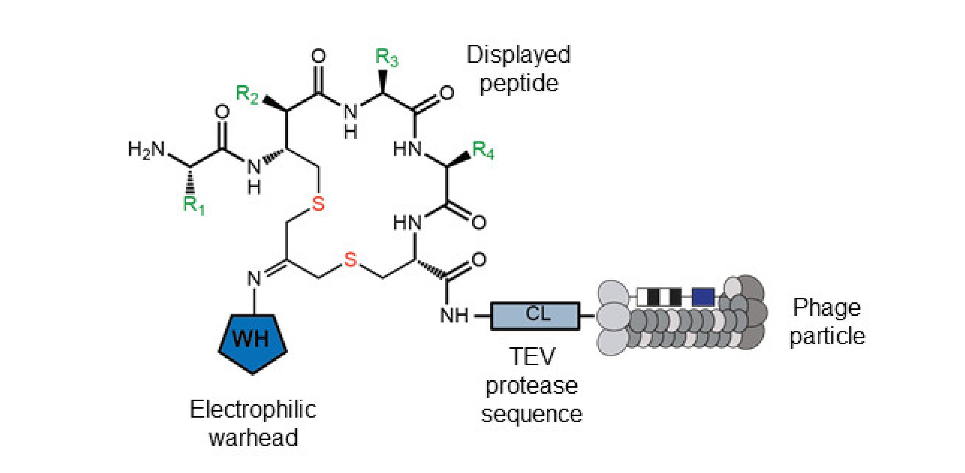 Covalent cyclic peptide phage library