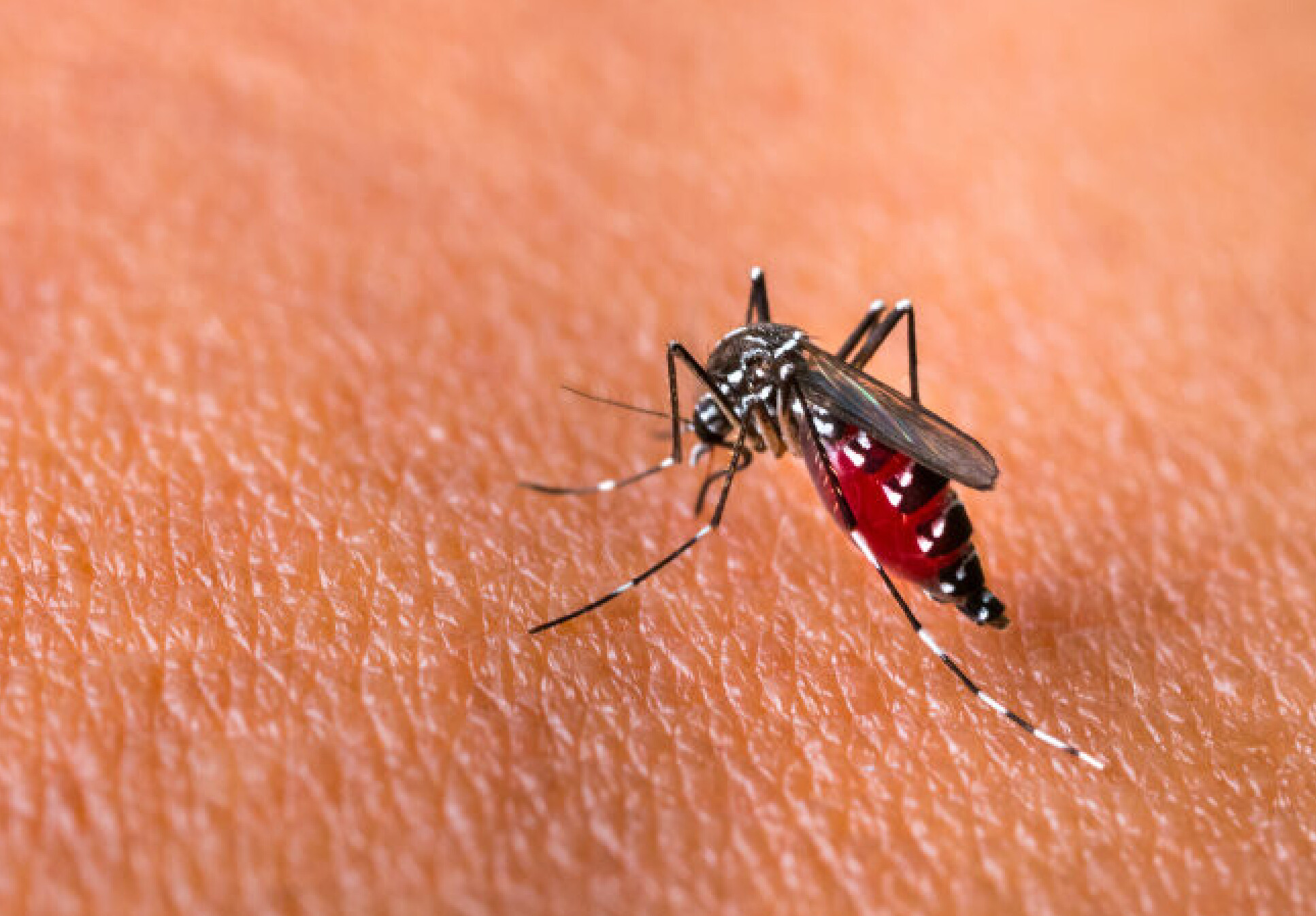 Aedes aegypti mosquito