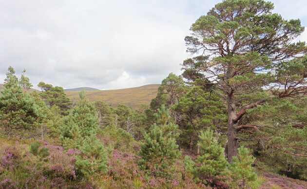 Trees and bushes with purple flowers all around