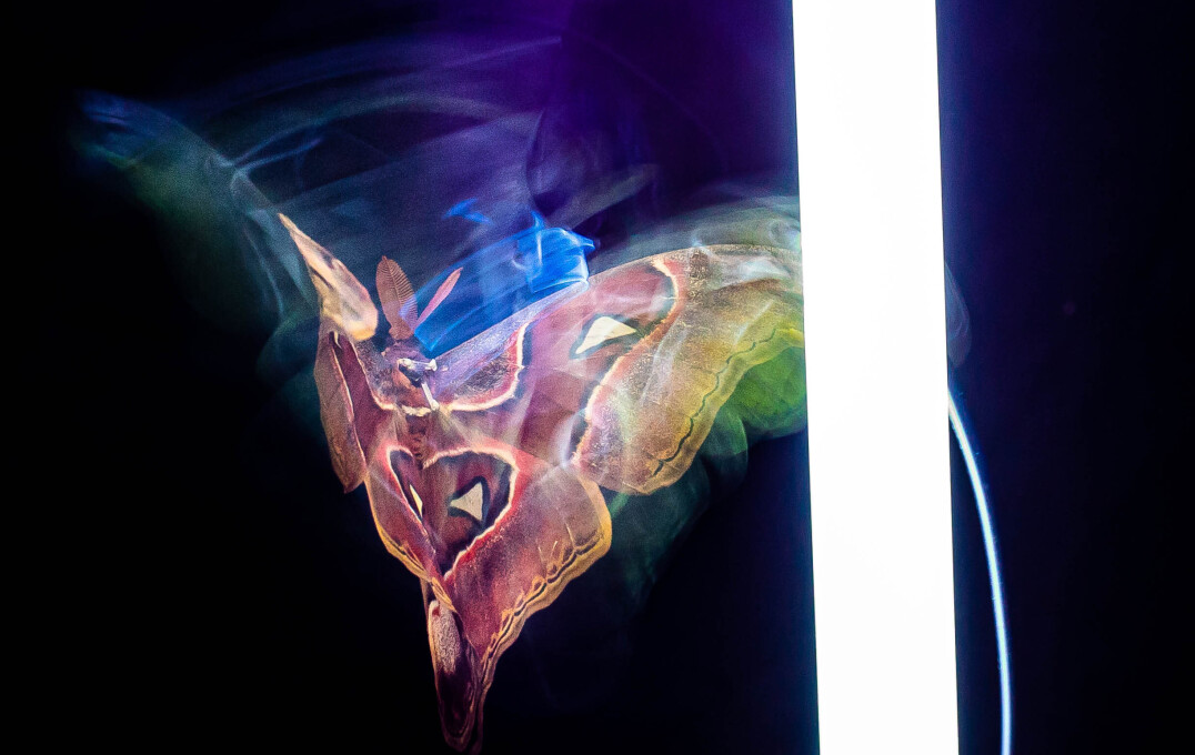 A moth with colours around it