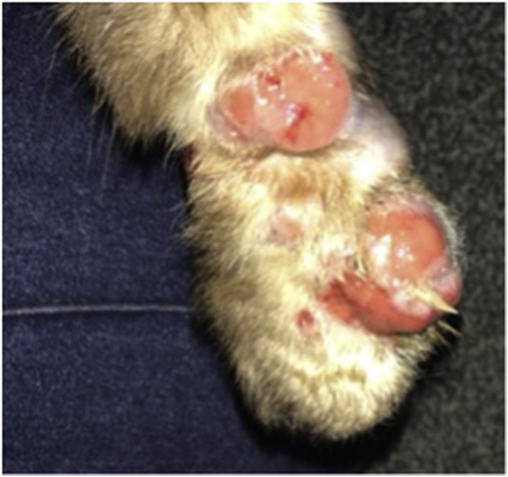 Cat paw with lesions at the beginning of treatment